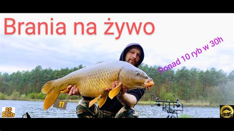 Zasiadka Karpiowa Na Owisku Pod Lasem Brania Na Ywo Ryb Vlog