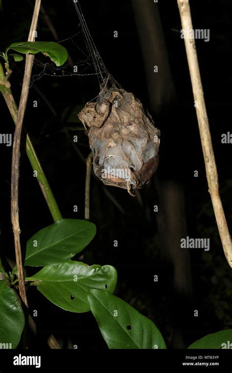 Weaver Ants Nest High Resolution Stock Photography and Images - Alamy