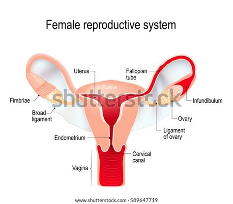 Uterus Broad Ligament On White Background Stock Vector (Royalty Free) 589647719 | Shutterstock