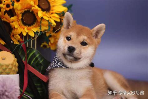 柴犬均价5000？柴犬怎么挑选 知乎