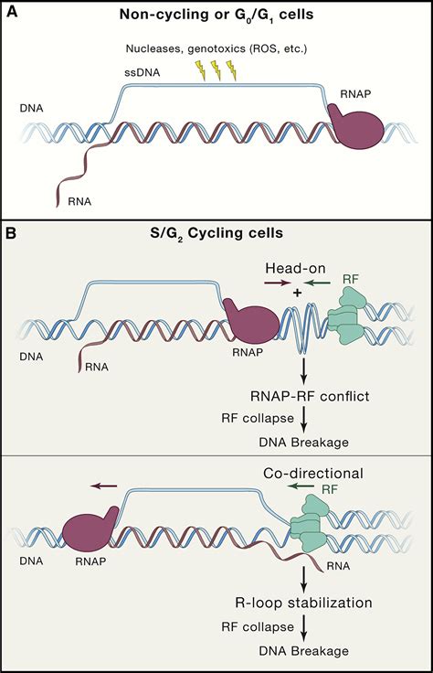 R Loops From Physiological To Pathological Roles Cell