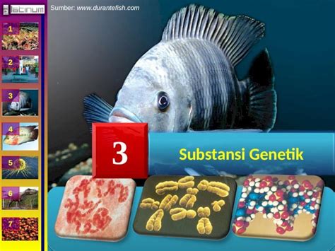 PPT Bukuxiibab3 Substansi Genetik DOKUMEN TIPS