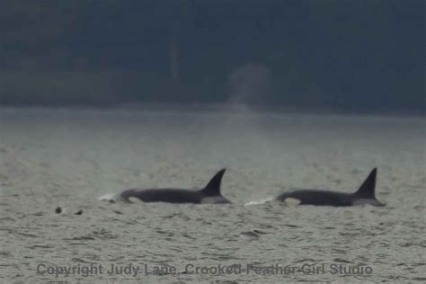 Two Orcas Off West Seattle The Whale Trail