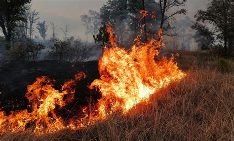 Piden Hasta A Os De C Rcel A Quien Provoque Incendios Forestales