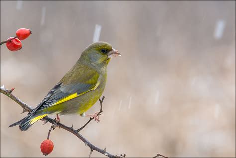 DSC 0226a Carduelis Chloris Viktor Honti Flickr