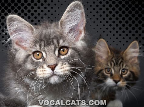 Maine Coon British Shorthair Mix Complete Guide Vocal Cats