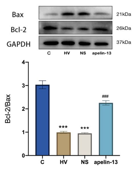 Effect Of Apelin On Apoptosis In Rat Lung Tissue Wb Technology Was