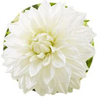 Dahlias Blancs Acheter Bulbes Directement De Hollande Dutch Bulbs