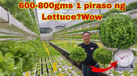 Paano Mapa Abot Sa 600 800Grams Ang Lettuce Sa Hydroponics YouTube