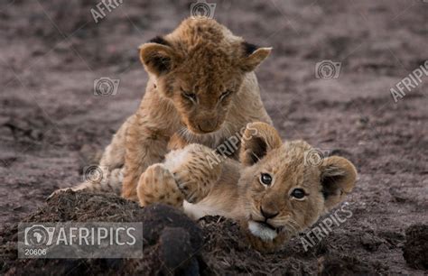 AFRIPICS - Lion cubs at play