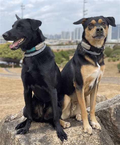 5 Best Gps Dog Collar Options Australia 2023 Buyers Guide