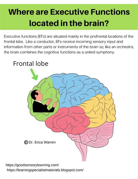 Where Are Executive Functions Located In The Brain Frontal Lobe Function Books On Tape Brain