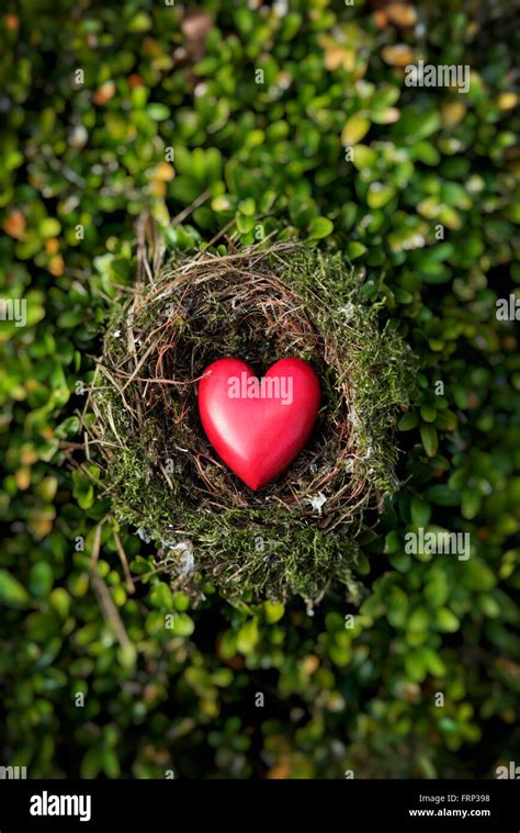 Red Wooden Heart Shape In Bird Nest Stock Photo Alamy