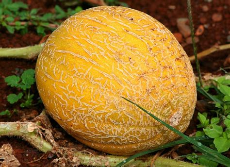 How To Grow Cantaloupe For A Sweet Backyard Harvest Garden And Happy