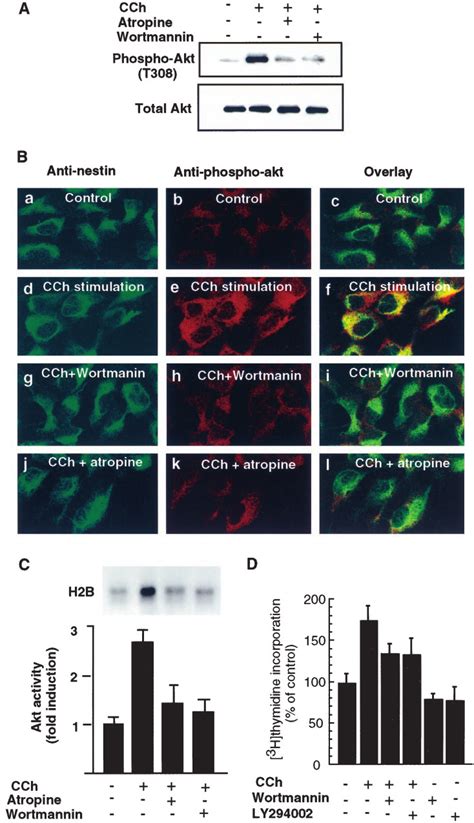 Carbachol Activates Akt In Neural Progenitor Cells Mediated By