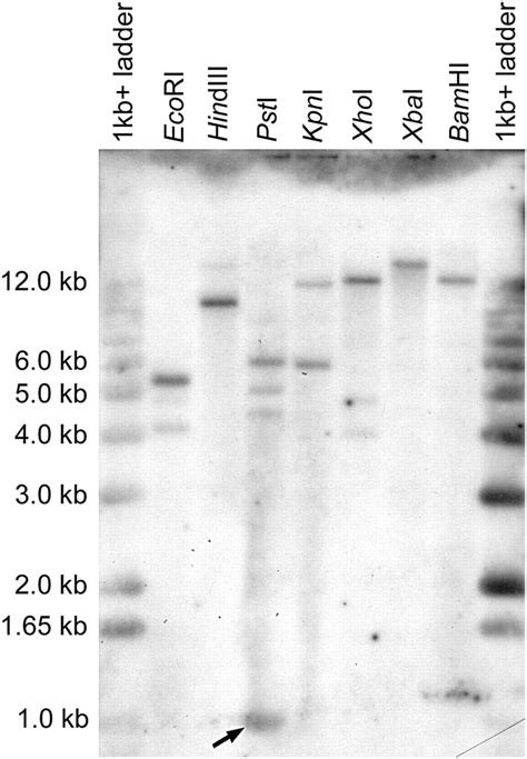 Southern Blot Analysis Of G Monilis Genomic Dna Digested With The