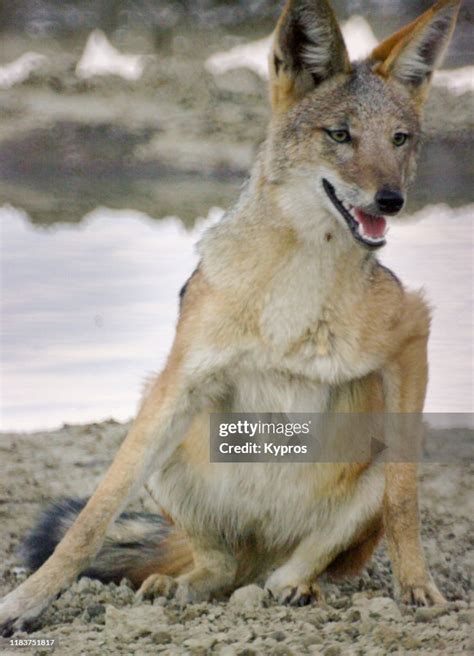 South Africa Jackal High Res Stock Photo Getty Images