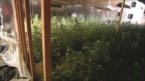 Cannabis Factory In Nottinghamshire Was Professional Bbc News