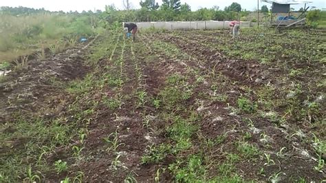 Aplikasi Kapur Dolomit Pada Tanaman Jagung Youtube