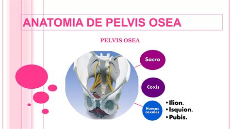 Anatomia Genitales Femeninos Ppt