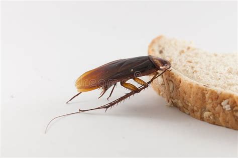 Cockroach eating bread stock image. Image of macro, poison - 77791623