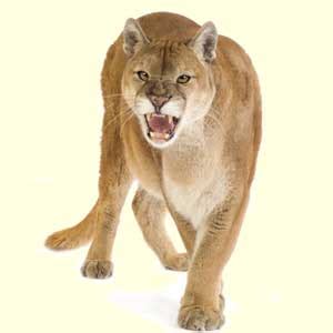 top_cougar_facts | Feline Facts and Information