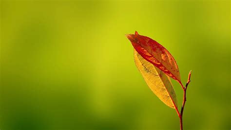 Leaf Macro Hd Wallpapers Wallpaper Cave