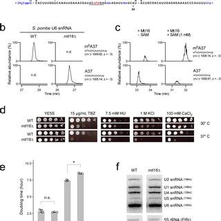 Mechanistic insight into the functional role of U6 snRNA m⁶A ... 