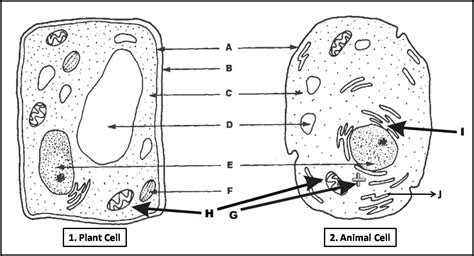 Simple Plant Cell Drawing at PaintingValley.com | Explore collection of ...