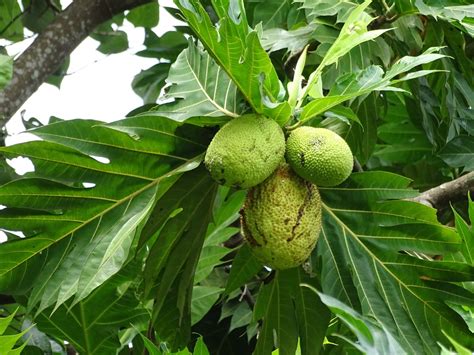 Árbol Del Pan Plantas De Los Los Tuxtlas Veracruz · Biodiversity4all