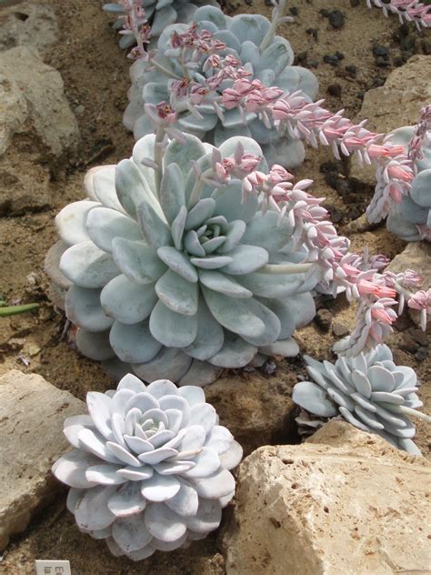 Echeveria Blue Bird Descubre La Belleza De Esta Variedad De Suculenta