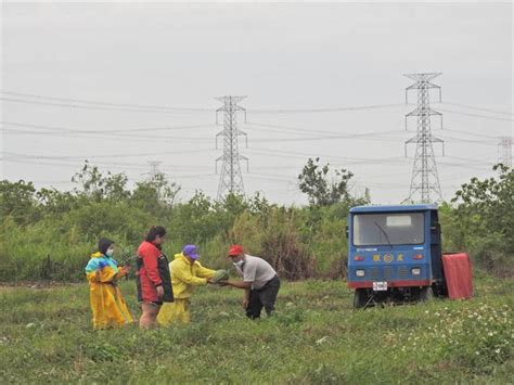 梅雨鋒面過境瓜農減水傷 農業局：農友加強防範 生活 中時