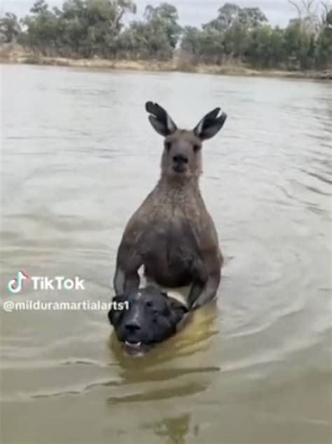 Terrifying moment man confronts 6ft tall kangaroo to rescue his dog