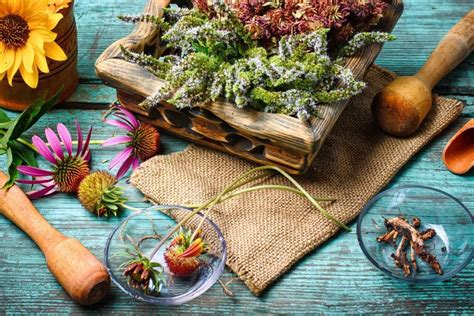 7 Plantes pour Renforcer Votre Système Immunitaire Naturellement Blog