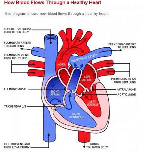 Healthy Human Heart Diagram