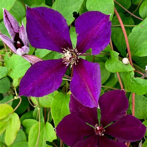 Buy Clematis Group 3 Clematis Jackmanii Superba Delivery By