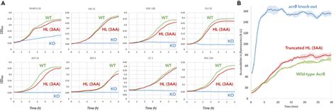 Efflux Ability Of The 3 Amino Acid Truncated Hoisting Loop Mutant Of