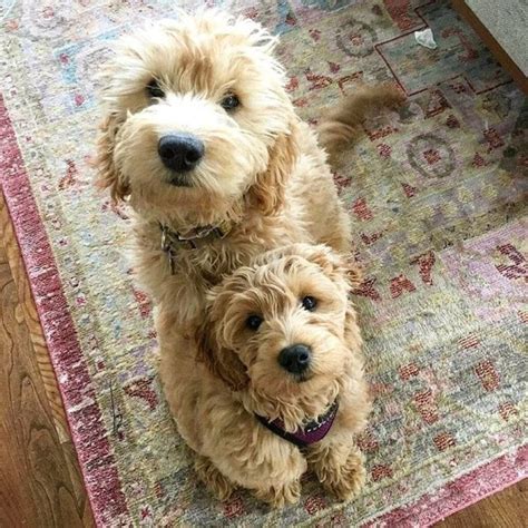 What Colors And Patterns Does A Goldendoodle Come In The Goody Pet