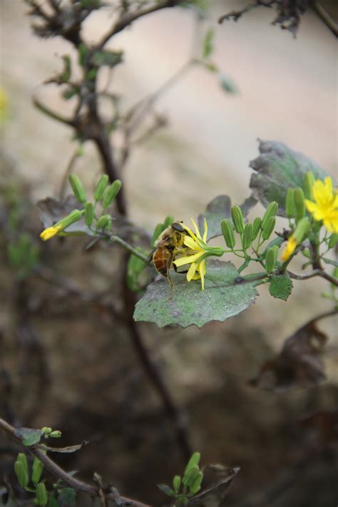 Free Images Nature Branch Blossom Leaf Flower Green Insect Autumn Botany Yellow