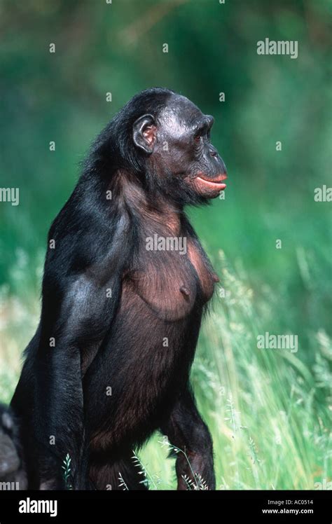 Bonobo chimpanzee Pan paniscus Bonobos often walk bipedally Stock Photo ...