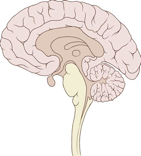 open ventromedial prefrontal cortex diagram full size png