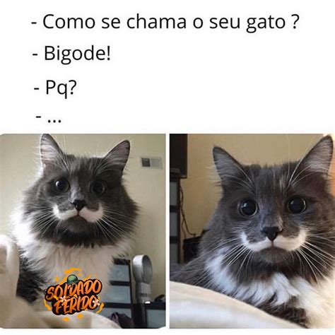 Como Se Chama O Seu Gato Bigode Pq Memes