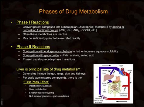 Ppt Drug Metabolism Powerpoint Presentation Free Download Id 524660