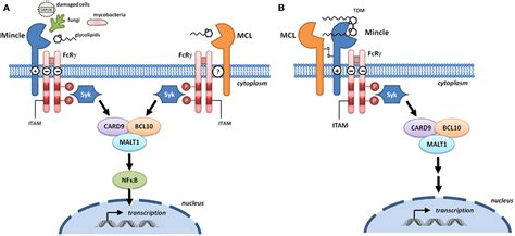 Frontiers MCL And Mincle C Type Lectin Receptors That Sense Damaged