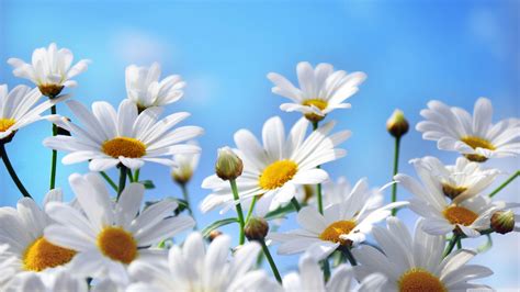 Daisies Wallpapers - Wallpaper Cave