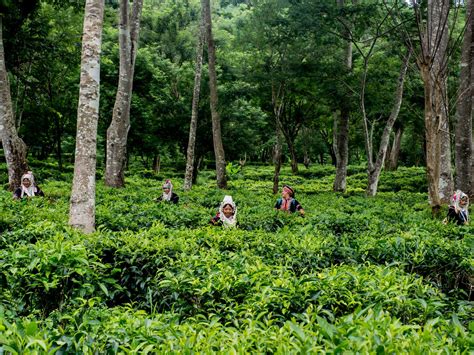 Chiang Mai Nature Trek And Araksa Tea Garden Tour Tours Activities