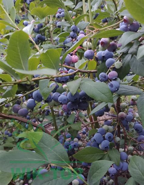 Borówka wysoka amerykańska Bluejay Ogrodniczy sklep internetowy WIK TOR