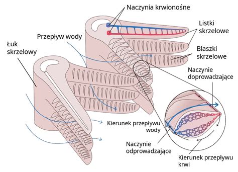 Biologia Zadania Autorskie Biologhelp Poziom Rozszerzony