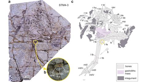 These 125 million-year-old fossils may hold dinosaur DNA | Live Science