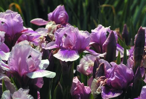 Trädgårdsiris Iris Germanica ‘rasberry Blush Sveriges Trädgårdsmästare